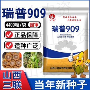 三联瑞普909玉米种子抗旱抗倒伏矮杆防锈病大棒苞谷种籽 国审正品