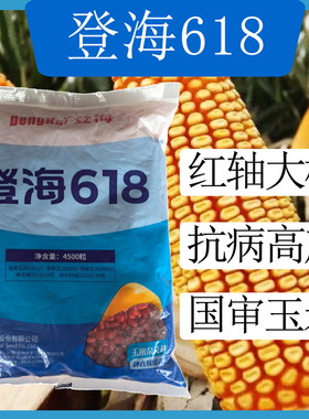 国审登海618高产稳产锈病免化控红轴玉米抗病品种耐旱耐劳耐高温