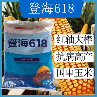 国审登海618高产稳产锈病免化控红轴玉米抗病品种耐旱耐劳耐高温