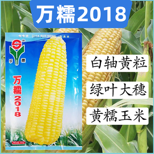 万糯2018白轴黄粒糯玉米种子高产四季种植绿叶大穗黄糯玉米种籽