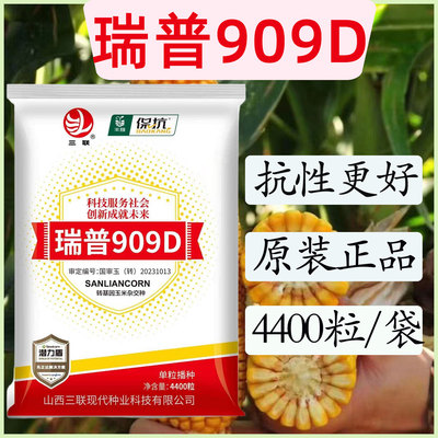 瑞普909D玉米种子转基因玉米品种高产大棒抗草甘膦抗虫春夏播玉米