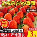 正宗丹东99草莓当季 牛奶奶油草莓 新鲜水果3斤红颜九九草莓礼盒装