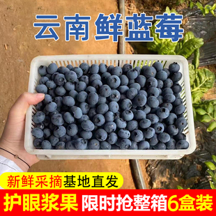 新鲜正宗云南大蓝莓应季 孕妇高端水果山花香蓝莓脆甜L25顺丰整箱