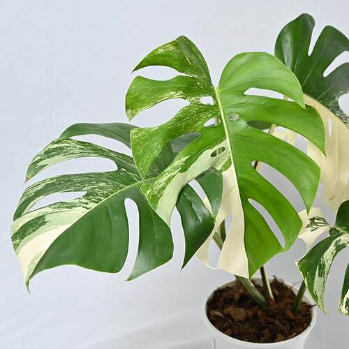 白锦室内观叶好养植物