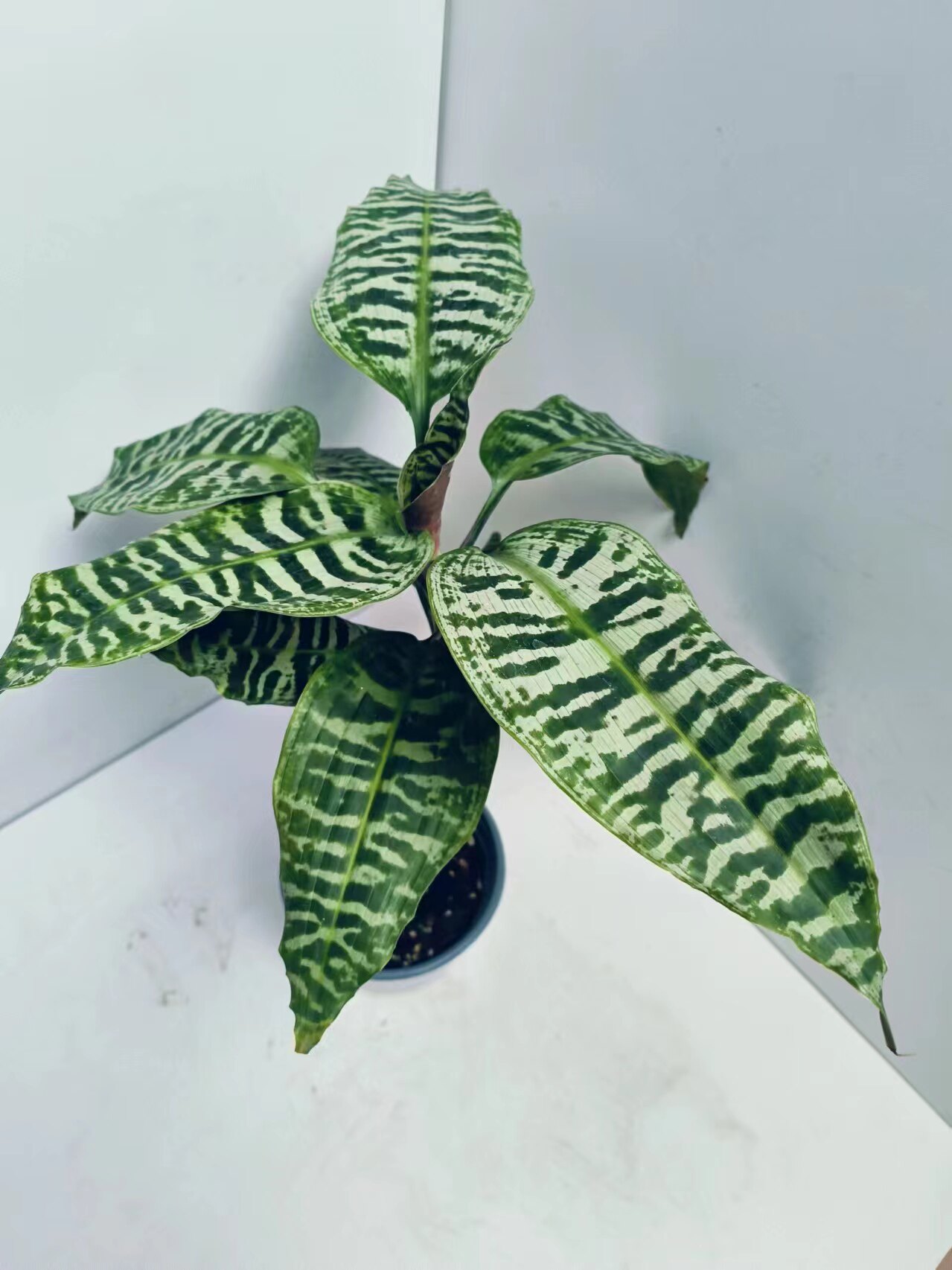 虎斑铁龙血树室内耐荫花叶阳台花园盆栽观叶植物粗生好养净化空气图片