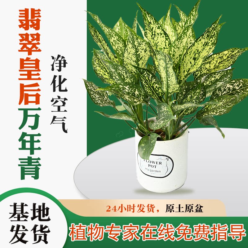 翡翠皇后万年青室内净化空气好养图片