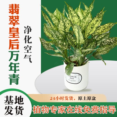 翡翠皇后万年青室内净化空气好养