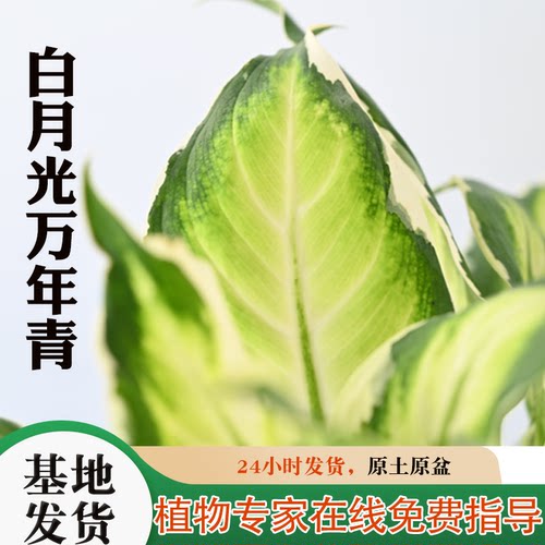 店长推荐粗肋草北欧风格室内桌面