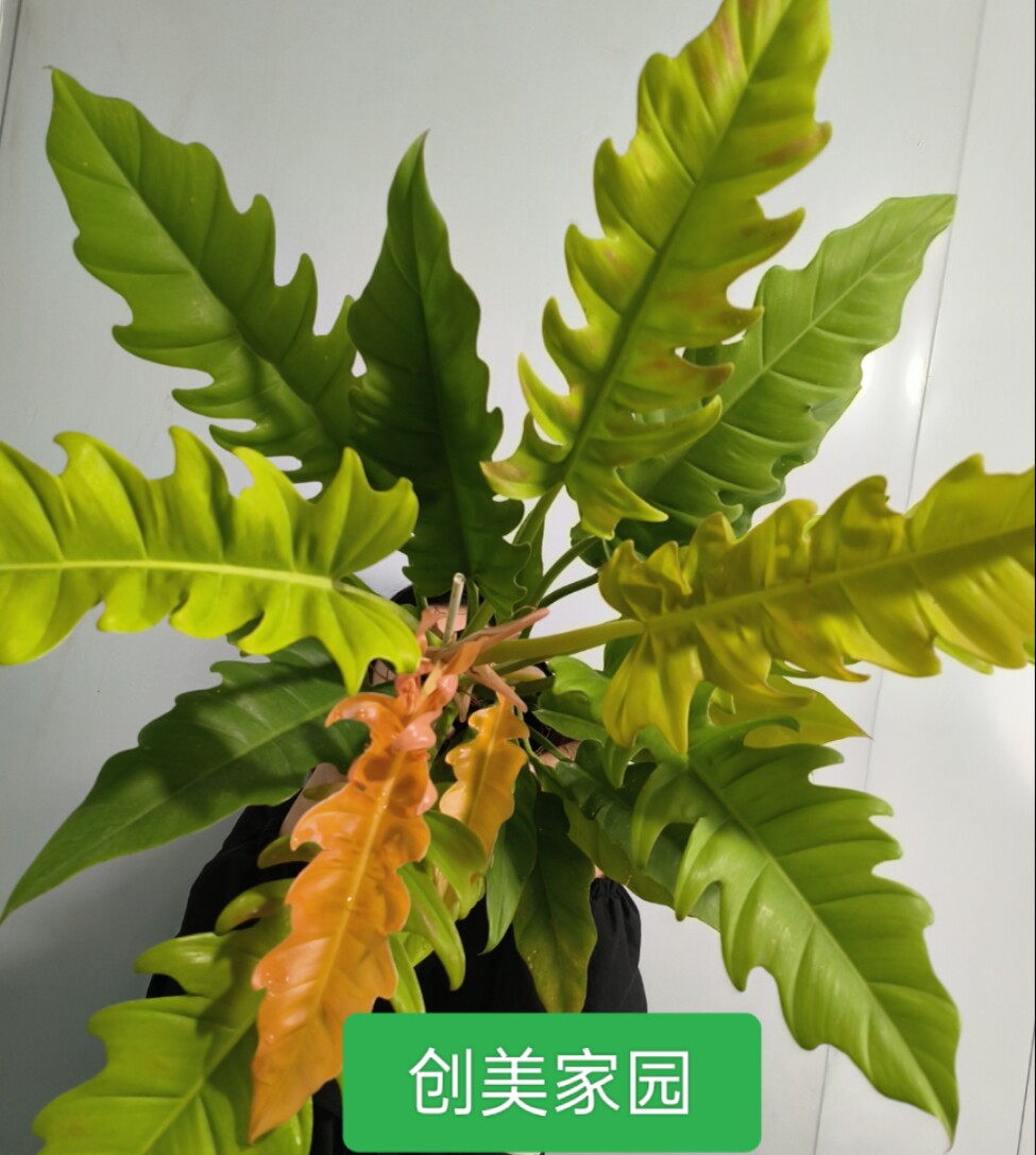 黄金火之戒蔓绿绒盆栽绿植好养趣味新手净化空气超划算图片