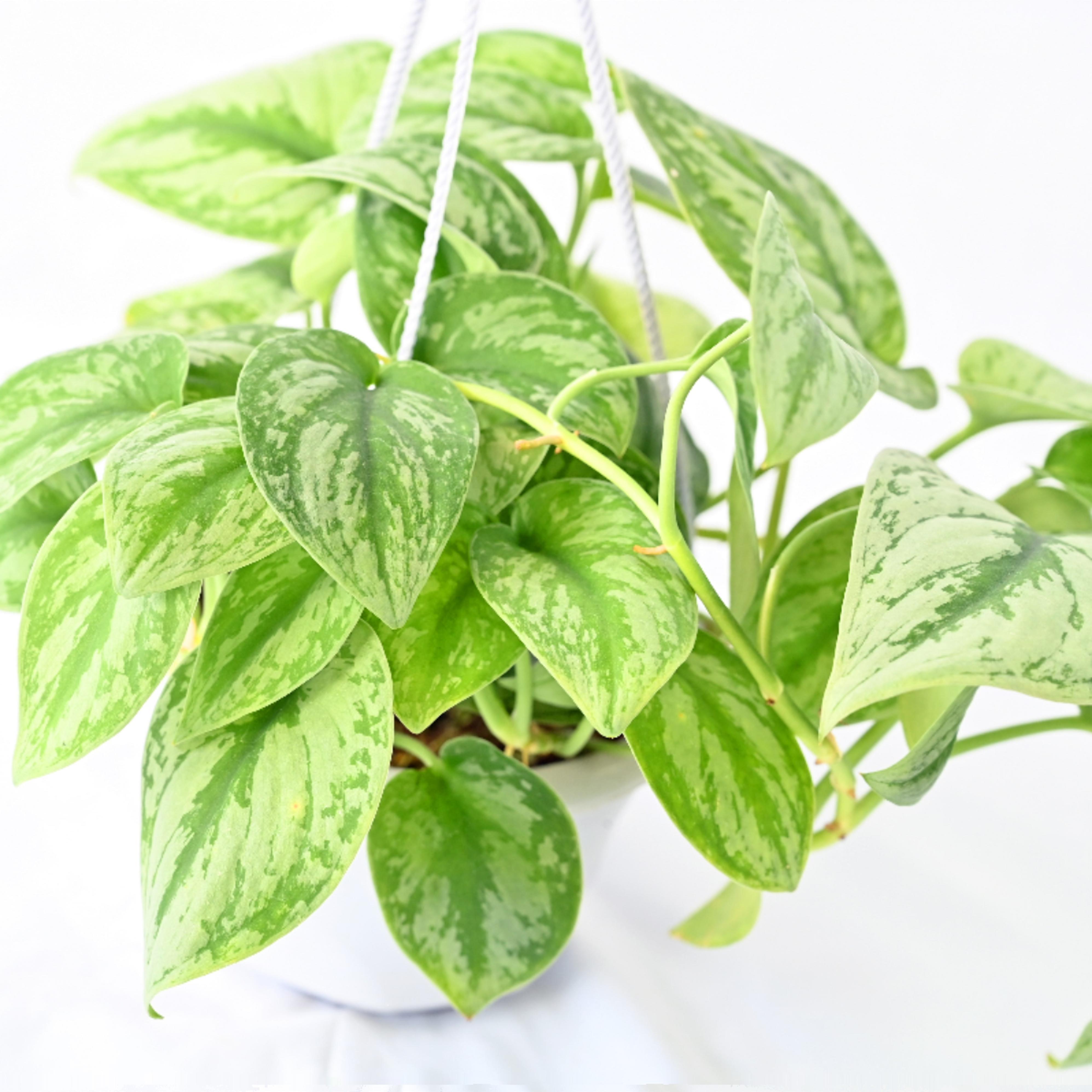 观叶植物银斑葛吸甲醛净化空气图片