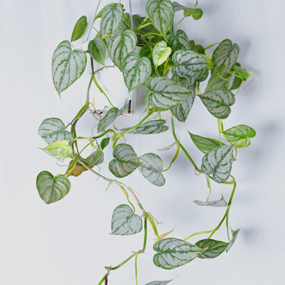白兰地蔓绿绒室内阳台爬藤植物