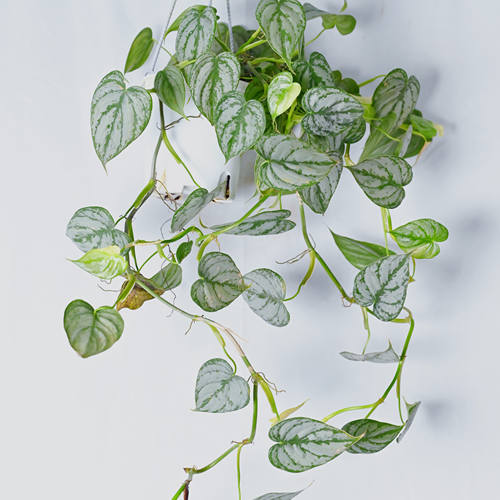 白兰地蔓绿绒室内阳台爬藤植物