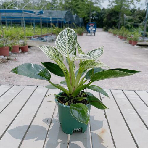 铂金钻盆栽水培耐荫观叶好养植物大叶绿公主水养净化空气懒人绿植