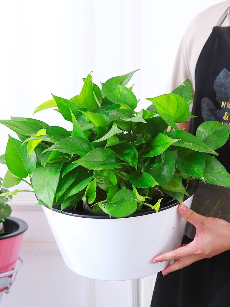 I绿箩专用盆养花家用水培植物盆栽吸水高端花盆懒人加厚树脂盆简