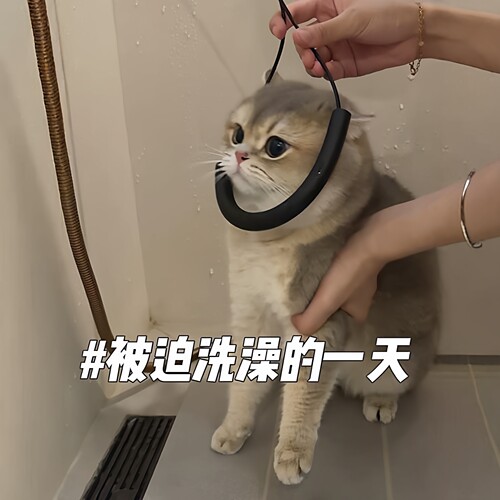 吸盘猫咪洗澡固定器防爆冲吹毛