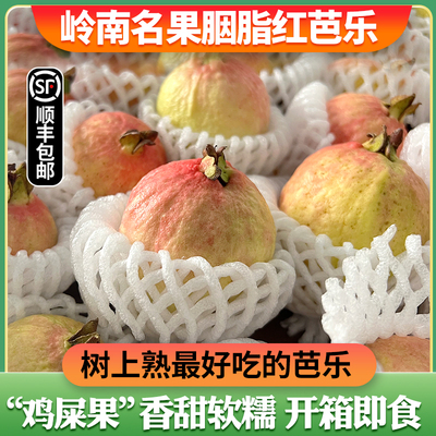 【飞翎谷】正宗增城胭脂红番石榴