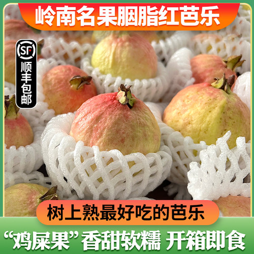 【飞翎谷】正宗增城胭脂红番石榴