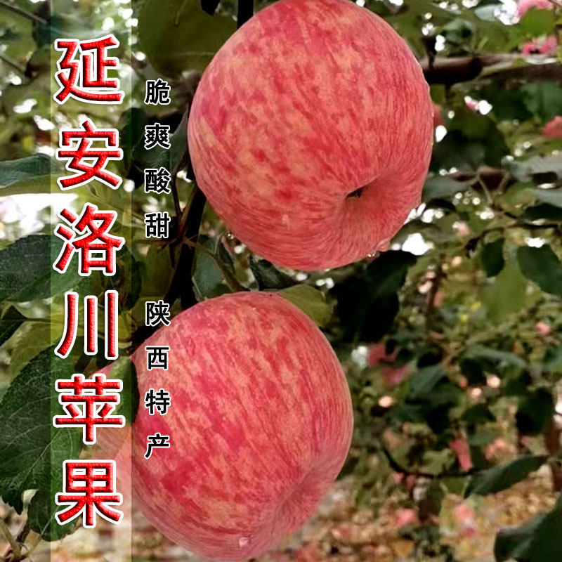 正宗陕西洛川苹果净8.5斤脆甜红富士当季新鲜水果一级特产地直发,水产肉类/新鲜蔬果/熟食,苹果,淘宝优惠券,粉丝福利购,淘宝优惠卷