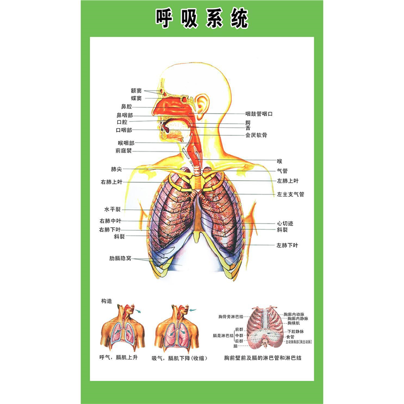 呼吸系统人体内脏器官胸腔示意图医院诊所背景墙宣传海报自粘贴画