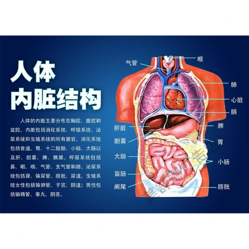 人体骨骼图挂图器官内脏结构图海报脊柱图解肌肉分布解剖挂图海报