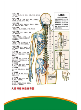 神经系统系列人体脊椎神经病变酸麻痛反射分布图墙贴画海报挂图