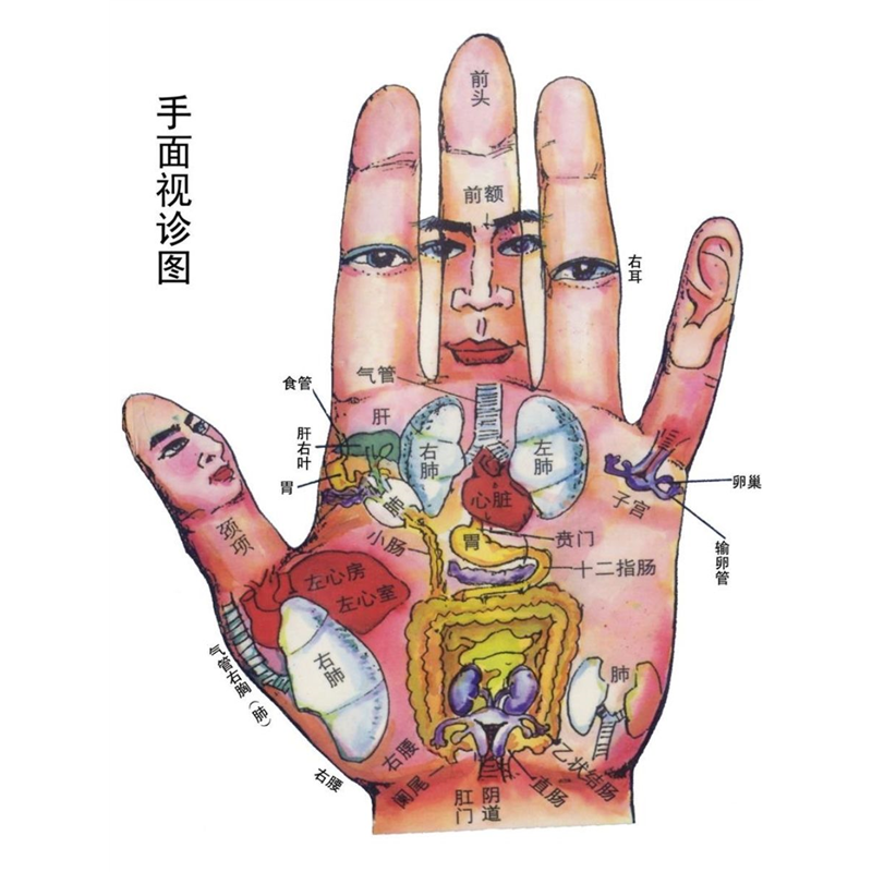 手面视诊图海报手背生物全息图谱手掌区域与脏腑对应图展板挂图