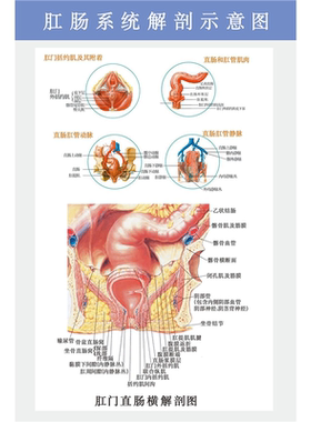 肛肠系统解剖示意图海报肛管与直肠墙贴纸肛肠科解剖图盆腔动脉