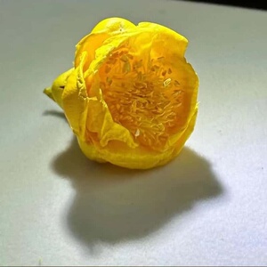 佰寿金花十万大山茶族皇后金花茶2025新花5A级特大朵野生金花茶