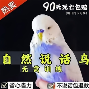 大头虎皮鹦鹉活乌会说话的小鸟宠物幼观赏鸟玄凤鹦鹉观赏牡丹幼鸟