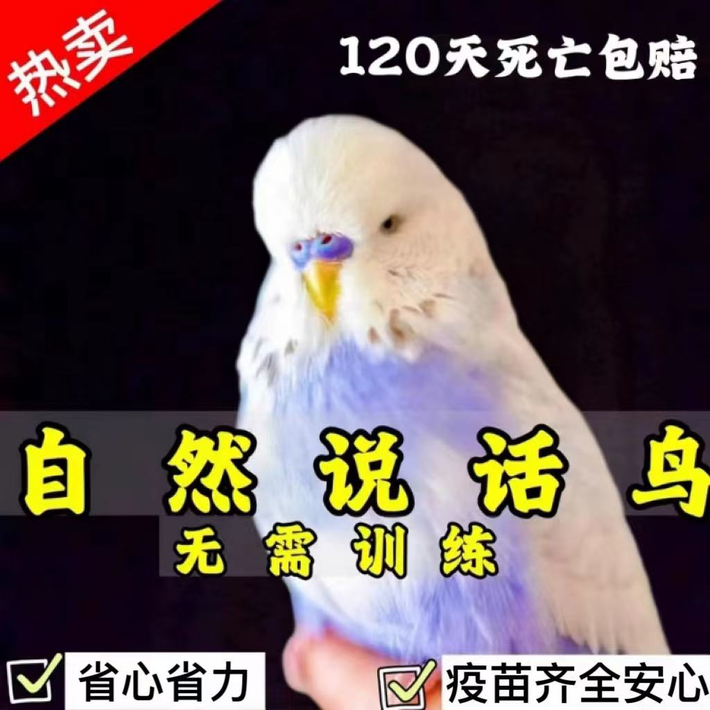 【万人选择】贵几块~买安心鹦鹉