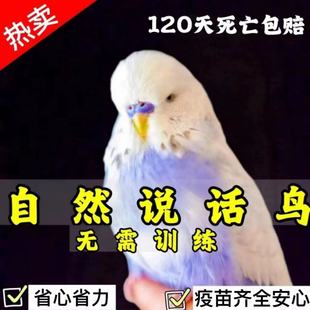 小鸟宠物幼观赏鸟玄凤鹦鹉观赏牡丹幼鸟 大头虎皮鹦鹉活乌会说话