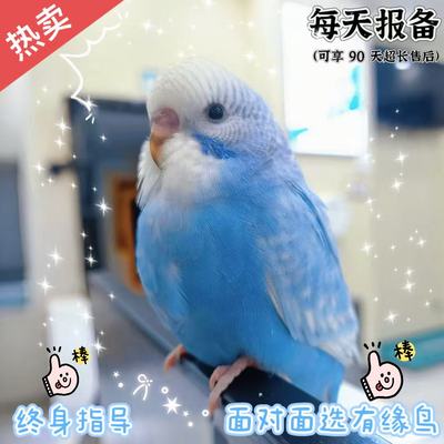 大头虎皮鹦鹉活乌会说话的小鸟宠物幼观赏鸟玄凤鹦鹉观赏牡丹幼鸟