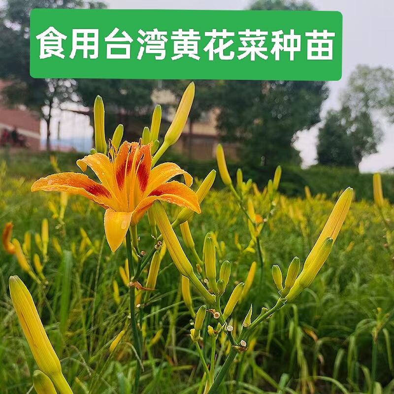 台湾黄花菜苗金针菜苗食用蔬菜苗阳台盆栽庭院种植四季易活
