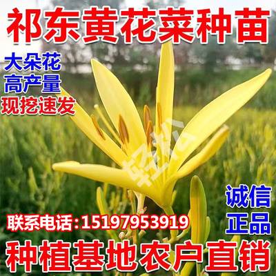 黄花菜种苗可食用可观赏