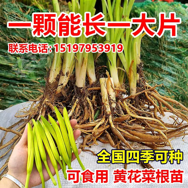 优质四季黄花菜种苗食用黄花菜苗多年生种植金针菜苗根黄花菜种苗