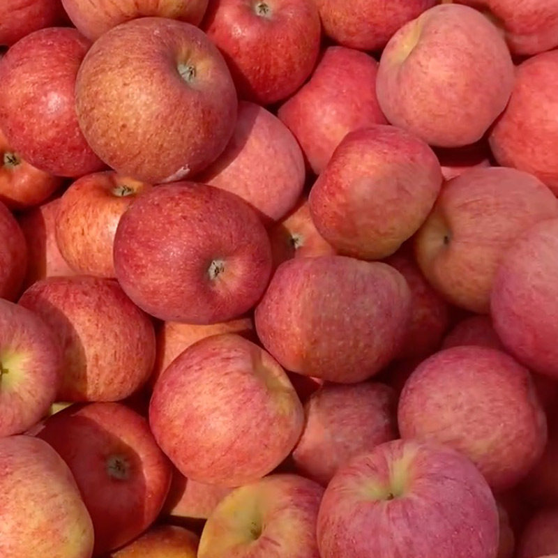 正宗山东烟台爱香妃苹果新鲜水果当季脆甜多汁整箱三级果实惠装,水产肉类/新鲜蔬果/熟食,苹果,淘宝优惠券,粉丝福利购,淘宝优惠卷