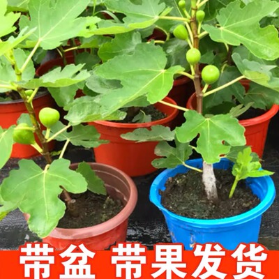 带果无花树苗盆栽特大南方北波姬