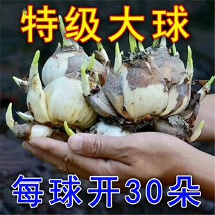 水仙花种球水培植物带花苞桌面水养绿植盆栽室内好养易活四季花卉