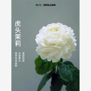 虎头茉莉花苗盆栽室内客厅重瓣老桩浓香九里栀子四季开花卉绿植物
