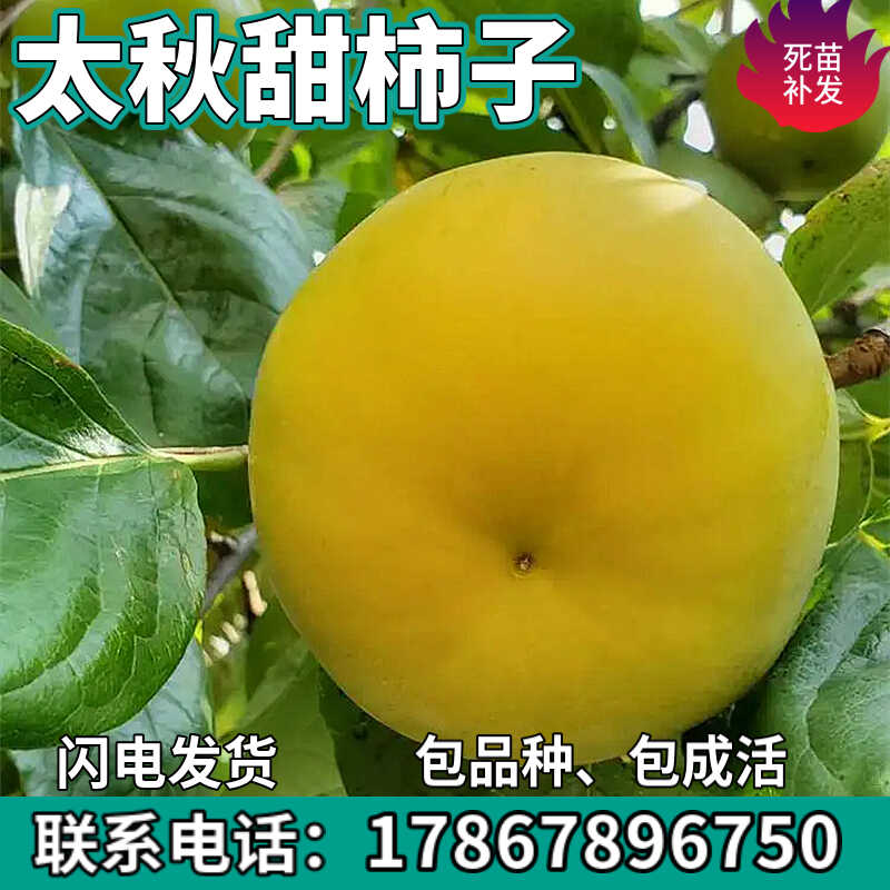 太秋甜柿子苗树南北方庭院地栽种