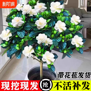 栀子花盆栽带花苞棒棒糖茉莉花室内开花绿植阳台水培好养易活花卉