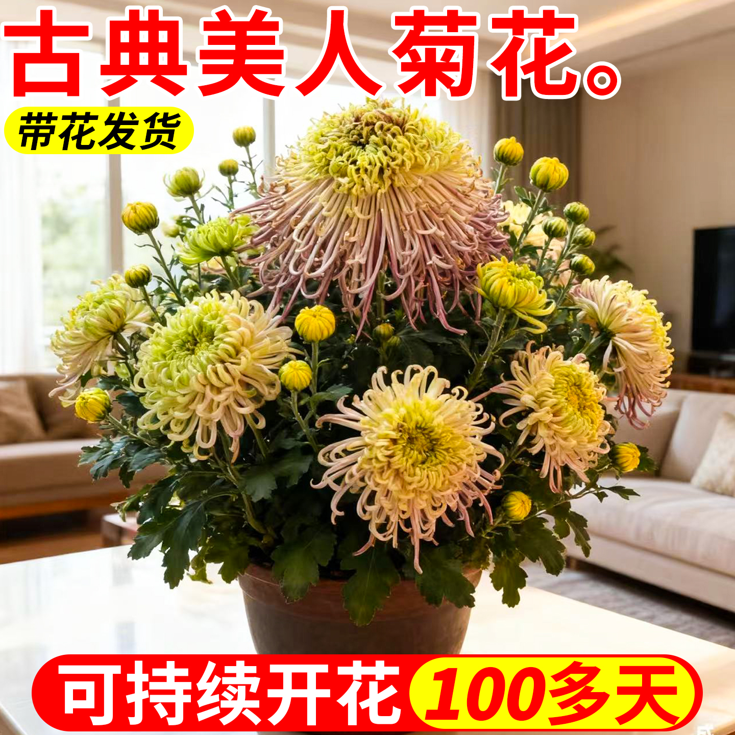 精品古典美人菊花老品种重瓣大花