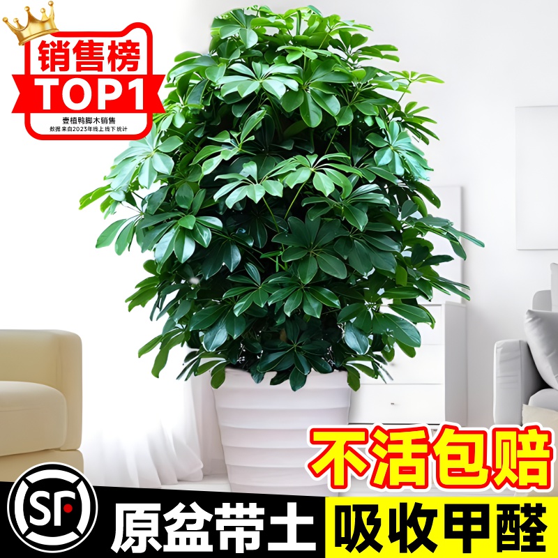 鸭脚木盆栽客厅绿植花卉室内大型