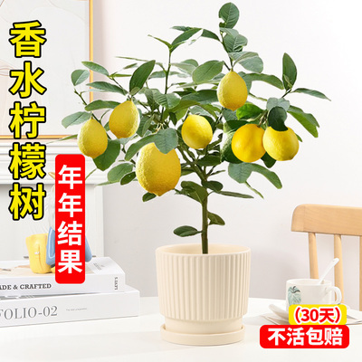 香水柠檬树树苗老桩带果可食用小盆栽客厅绿植小青柠阳台果树苗