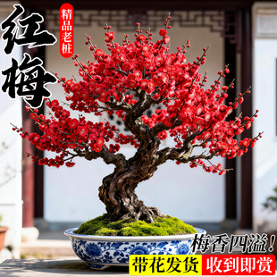 红梅花树苗带花苞老桩盆景梅花盆栽腊梅花四季花卉大全开花绿植