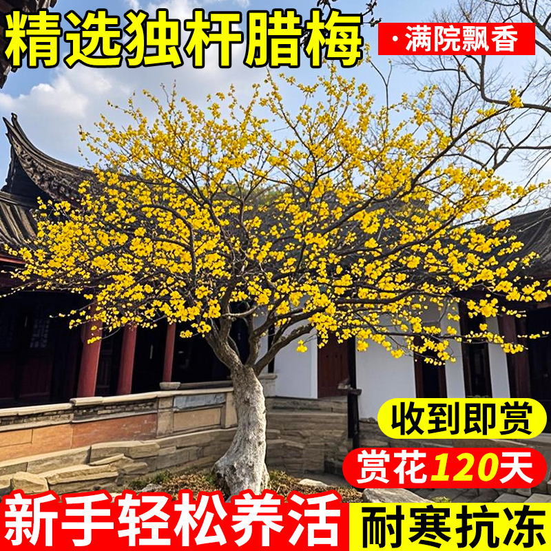 腊梅花树苗地栽庭院门前高杆大树梅花丛生四季植物老桩红梅带土球