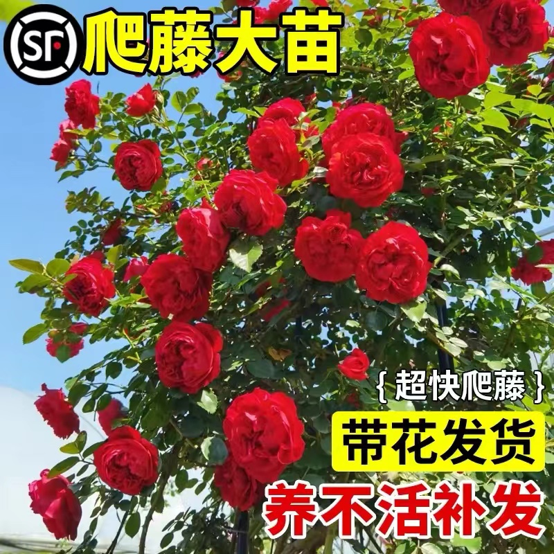 蔷薇花苗藤本月季爬植物四开大浓
