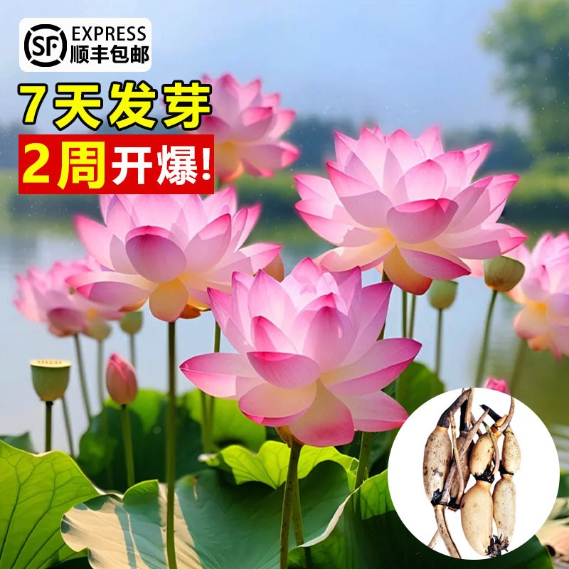 荷花盆栽水养藕种观赏缸栽