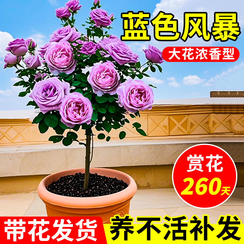 蓝色风暴树桩棒棒糖月季花玫瑰四季开花盆栽庭院阳台树状植物树苗