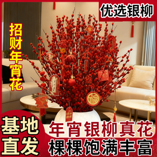 银柳鲜枝真花客厅摆件干花门店摆设干花银柳花束批发红银柳年宵花